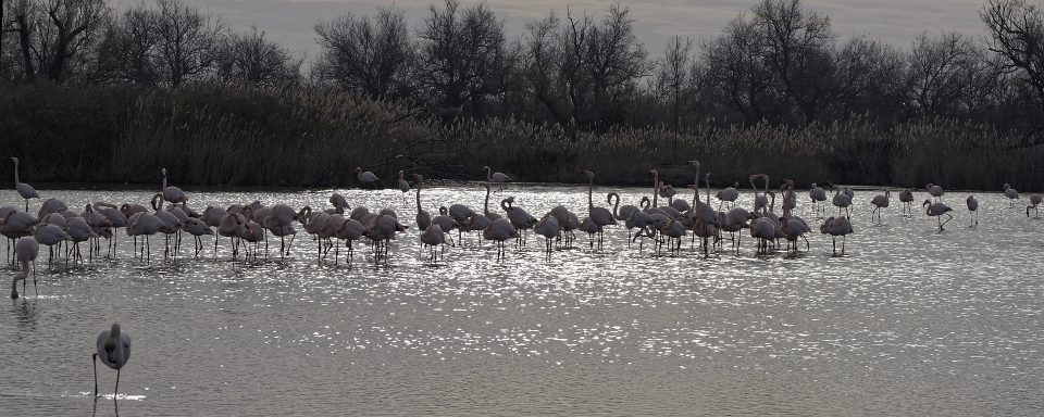 Groupe de flamands roses