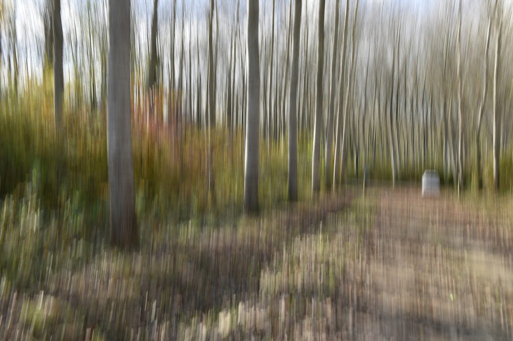 L'intrus - Peupleraie chemin des essarts - Saint-Uze (26)