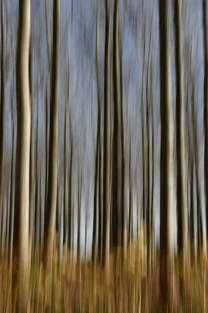 Garde à vous - Peupleraie chemin des essarts - Saint-Uze (26)