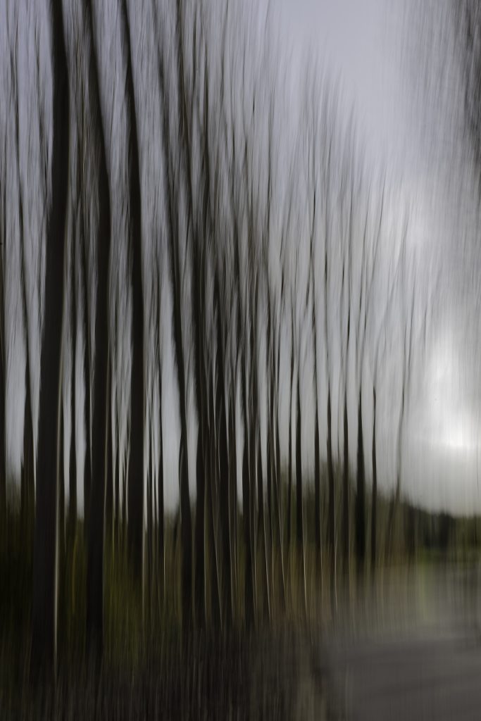 En ordre de marche - Peupleraie chemin des essarts - Saint-Uze (26)